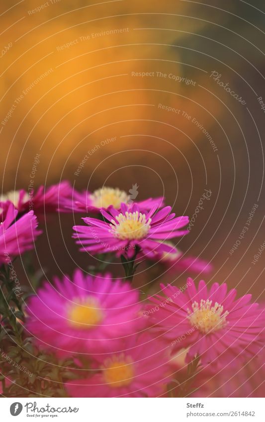 purpurrote Herbstastern Astern Herbstblumen Gartenblumen Oktoberlicht Gartenpflanzen goldener Oktober warmes Licht Lichtschein Herbstlicht Blumen Herbstfärbung