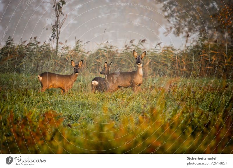 Drei neugierige Rehe Natur Herbst Feld Tier Wildtier 3 Herde Neugier Farbfoto Außenaufnahme Menschenleer Morgen Totale Tierporträt Blick in die Kamera