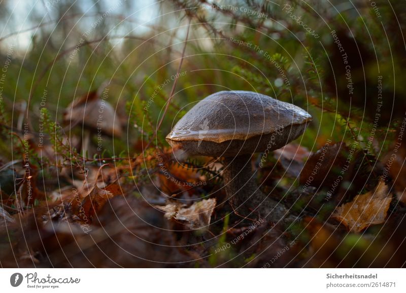 Birkenpilz Natur Herbst Pflanze Sträucher Moos Wildpflanze Pilz Wald Moor Sumpf ruhig feucht Blatt Sammeln Farbfoto Außenaufnahme Nahaufnahme Menschenleer