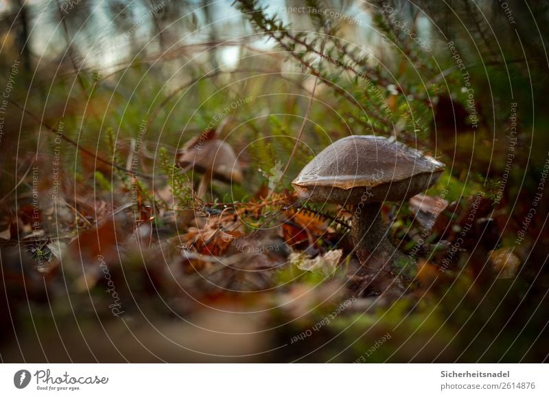 Birkenpilz II Natur Herbst Pflanze Moos Wildpflanze Pilz Wald ruhig Blatt feucht Farbfoto Außenaufnahme Nahaufnahme Menschenleer Textfreiraum links Tag Low Key