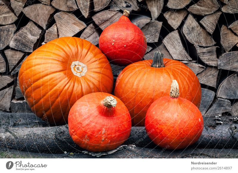 Erntedank Gemüse Frucht Ernährung Essen Bioprodukte Vegetarische Ernährung Diät Garten Holz dick braun orange Appetit & Hunger genießen Gesundheit rein Qualität