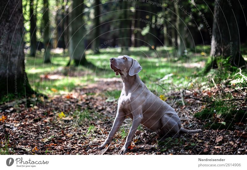 Hast du etwas für mich? Jagd Ausflug wandern Natur Landschaft Erde Schönes Wetter Baum Park Wald Tier Haustier Hund beobachten Kommunizieren Spielen Freude