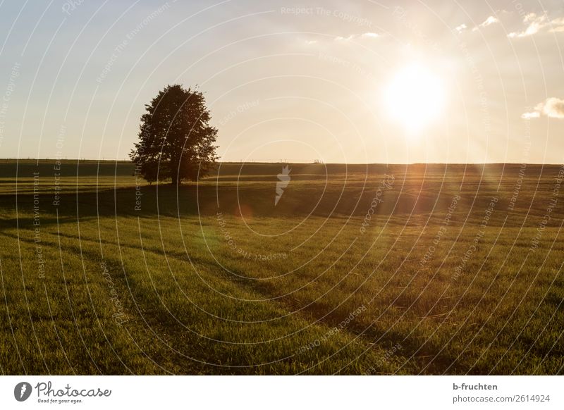 Herbststimmung, Sonnenuntergang, Weideland mit Baum Meditation Ausflug Freiheit Landwirtschaft Forstwirtschaft Natur Landschaft Gras Wiese Feld Erholung gehen