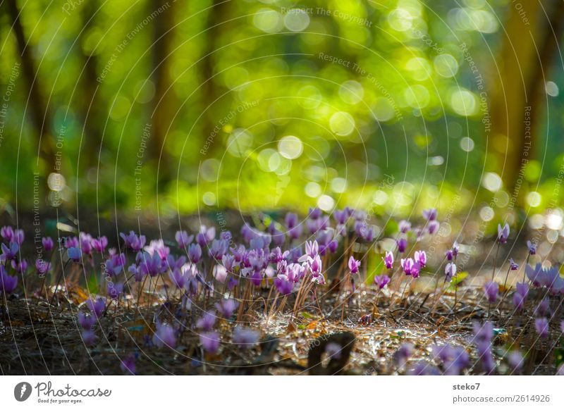 Alpenveilchen im Sonnenlicht Wald Kitsch natürlich wild braun grün rosa Natur Wildpflanze zart filigran winzig klein Menschenleer Textfreiraum oben