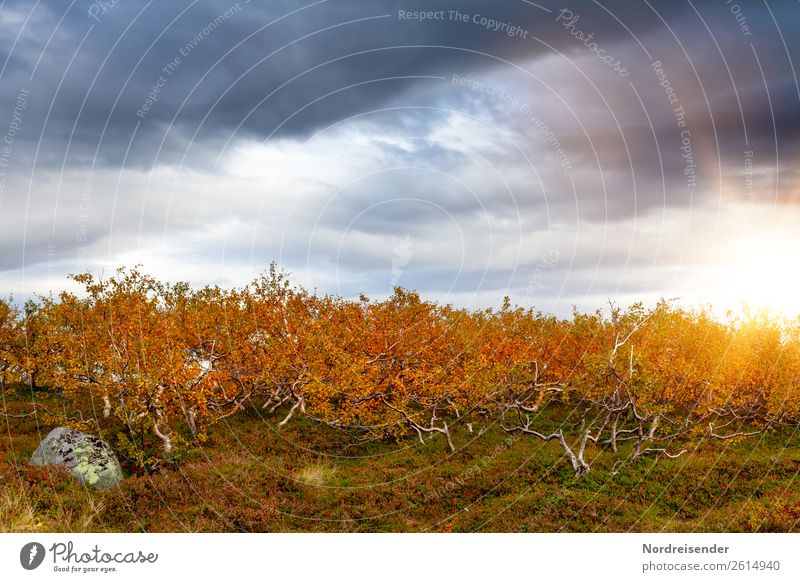 Zwergbirken im Herbst Ferien & Urlaub & Reisen Ausflug Natur Landschaft Pflanze Urelemente Wolken Gewitterwolken Sonne Sonnenaufgang Sonnenuntergang Klima Regen