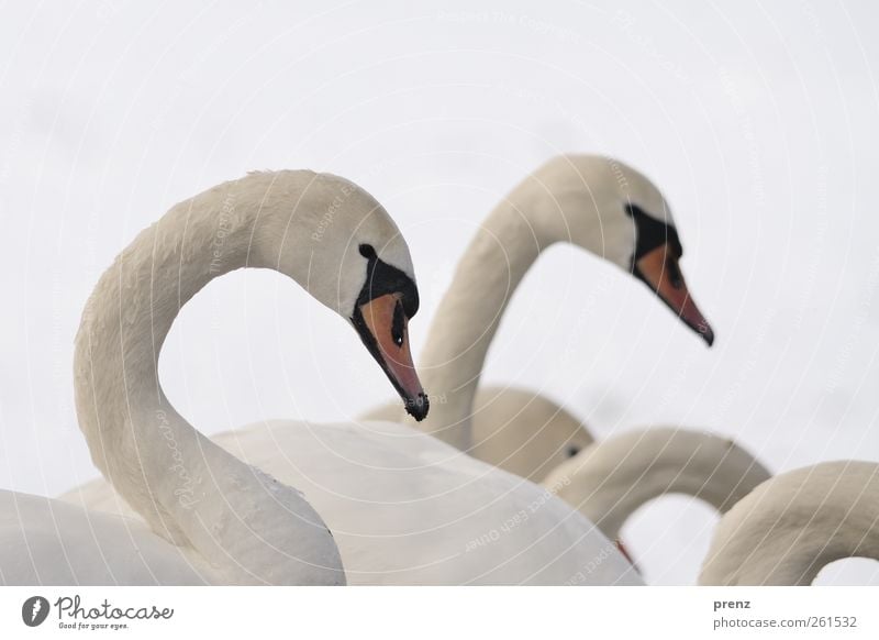 Wellen Natur Winter Schnee Tier Wildtier Vogel Schwan 2 Tiergruppe grau weiß Hals Kopf Wellenlinie Farbfoto Außenaufnahme Textfreiraum oben Tag