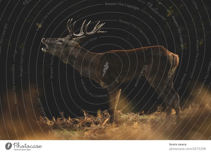 Rotwild Fleisch Jäger Biologie maskulin Natur Tier Erde Herbst Gras Farn Wald Wildtier Rothirsch 1 beobachten stehen dunkel natürlich braun gelb rot