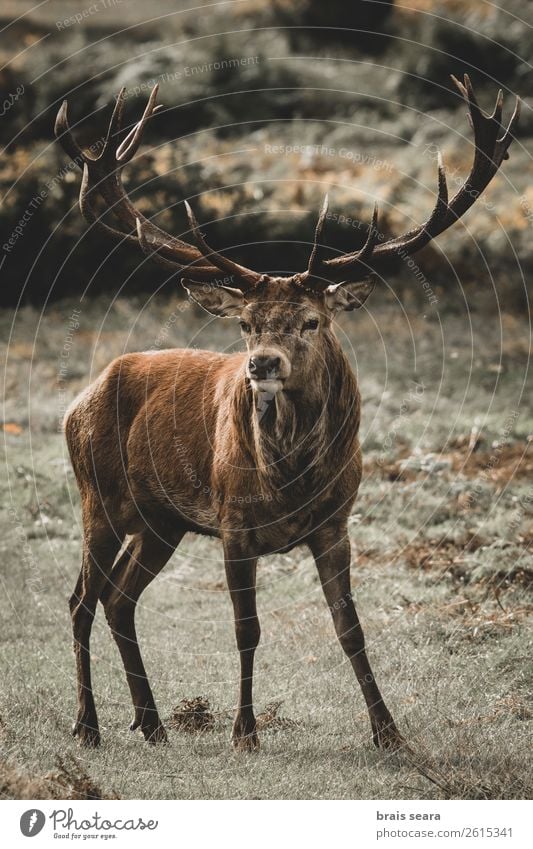 Rotwild Fleisch Abenteuer Safari Jagd Jäger Mann Erwachsene Natur Tier Erde Herbst Gras Wald Wildtier Rothirsch 1 beobachten stehen dunkel natürlich braun gelb