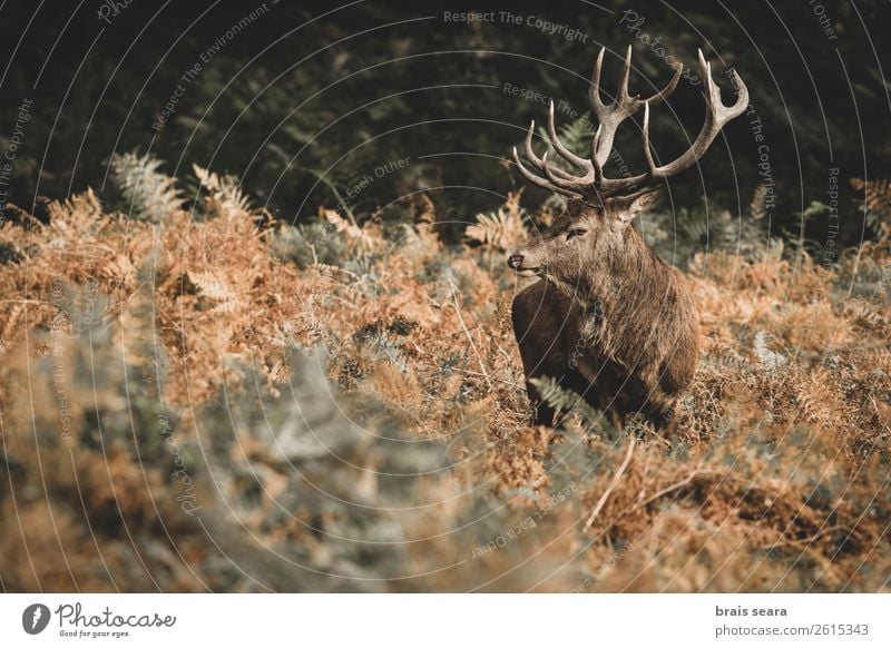 Rotwild schön Biologie Jäger maskulin Natur Tier Erde Herbst Farn Wald Wildtier Rothirsch 1 beobachten füttern stehen dunkel braun gelb rot Tierliebe Farbe