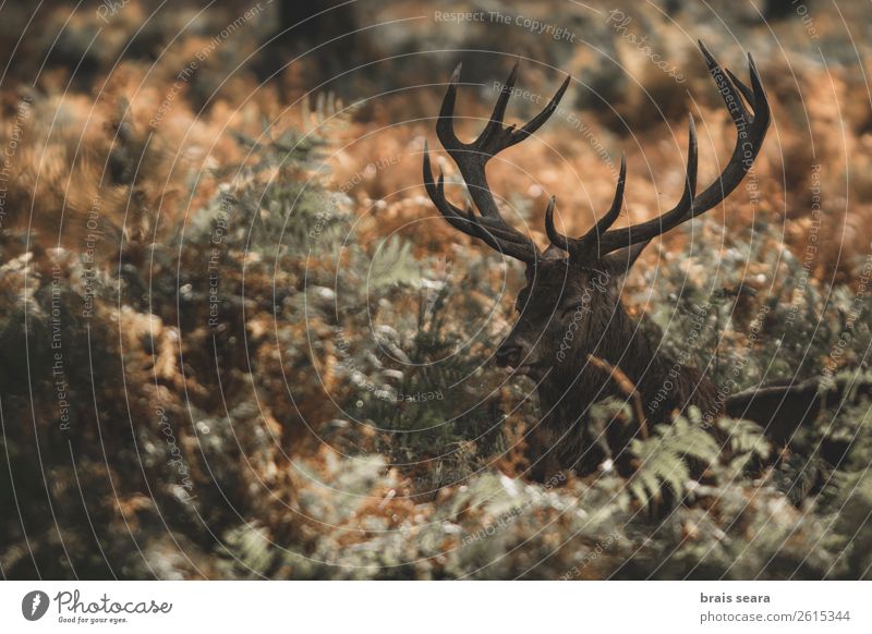 Rotwild Fleisch Safari Gewehr Biologie Jäger maskulin Natur Tier Erde Herbst Gras Park Wald Wildtier Tiergesicht Rothirsch 1 beobachten stehen dunkel braun gelb