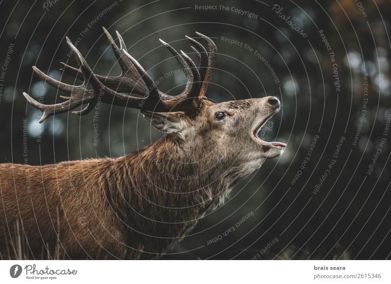 Rotwild Fleisch Abenteuer Safari Jäger Jagd Biologe maskulin Natur Tier Herbst Wald England Tiergesicht Hirsche 1 Brunft beobachten schreien dunkel braun gelb