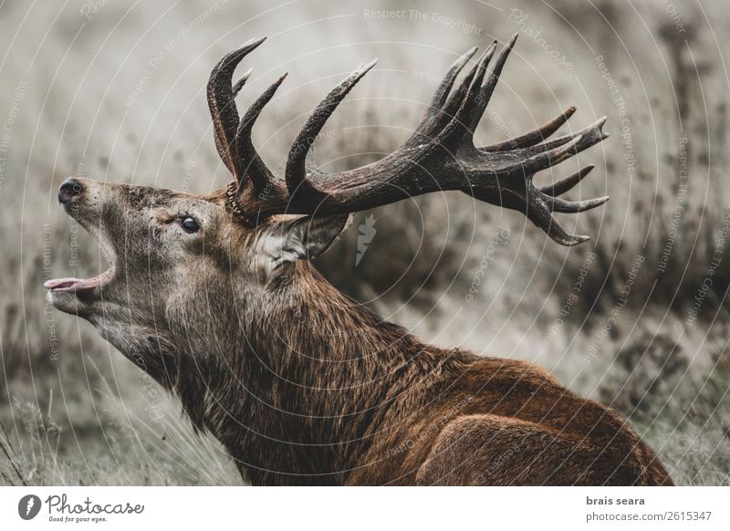 Rotwild maskulin Umwelt Natur Tier Herbst Gras Wald Wildtier Tiergesicht Rothirsch 1 Brunft stehen dunkel Erotik braun Euphorie Willensstärke Tatkraft Tierliebe