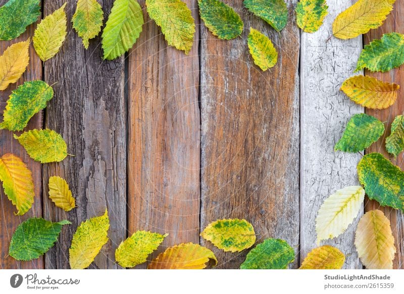 Rahmen aus hellen Herbstblättern auf altem Holzgrund Design schön Garten Dekoration & Verzierung Oktoberfest Erntedankfest Kunst Natur Pflanze Wetter Baum Blatt