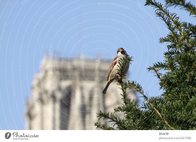 Der Spatz von Paris, männliche Version Sightseeing Städtereise Wolkenloser Himmel Schönes Wetter Pflanze Baum Eibe Park Frankreich Stadtzentrum Kirche Turm