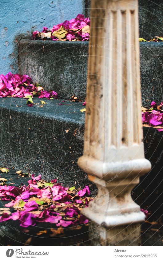 schön war's Blume Blüte Blütenblatt Streugut Altbau Villa Treppe Säule Außentreppe Stein Linie alt retro blau grau rosa Romantik Nostalgie Vergangenheit