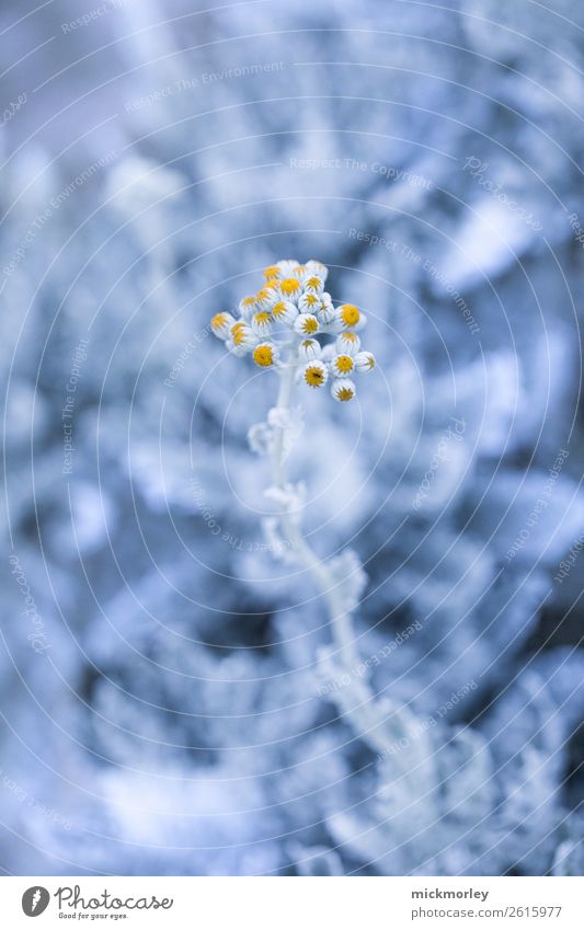 Frühlingserwachen in der Kälte Wellness Leben harmonisch Zufriedenheit Sinnesorgane Erholung ruhig Meditation Duft Umwelt Natur Pflanze Wildpflanze exotisch