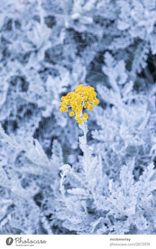 In der goldenen Mitte Wellness Leben harmonisch Sinnesorgane ruhig Duft Umwelt Natur Pflanze Frühling Sommer Schönes Wetter Wildpflanze Garten Park atmen