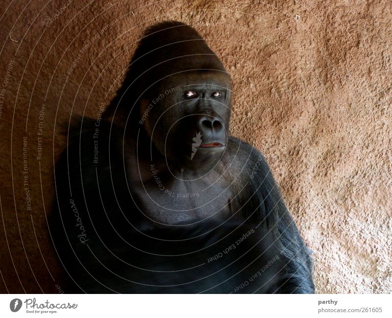 Stiller Beobachter Tier Wildtier Tiergesicht Zoo 1 sitzen Misstrauen ruhig Farbfoto Gedeckte Farben Innenaufnahme Nahaufnahme Tag Schatten Tierporträt