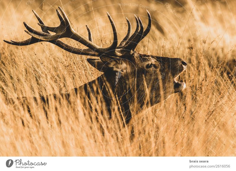 Rotwild schön maskulin Natur Tier Erde Herbst Gras Wald Wildtier Tiergesicht Rothirsch 1 beobachten stehen dunkel braun gelb rot Willensstärke Leidenschaft