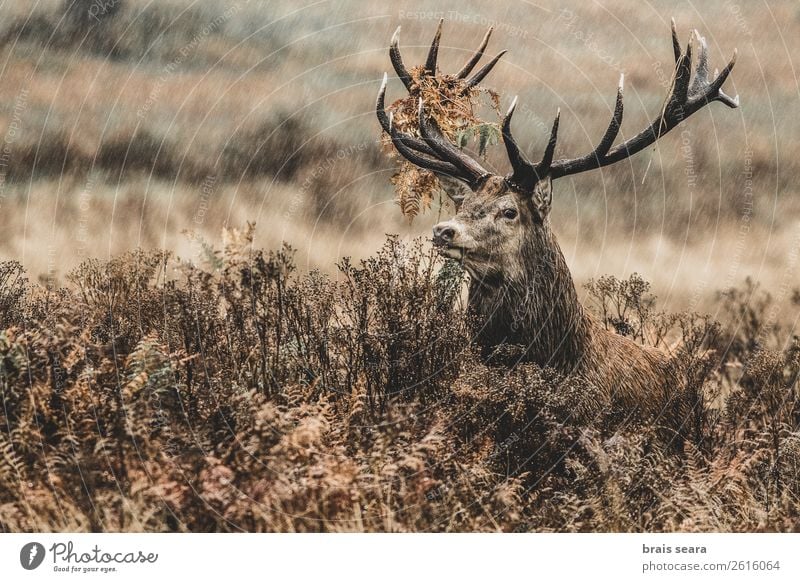 Rotwild Jäger maskulin Natur Tier Herbst Wetter Regen Gras Farn Wald Wildtier Tiergesicht Rothirsch 1 beobachten stehen dunkel frei braun Tierliebe Abenteuer