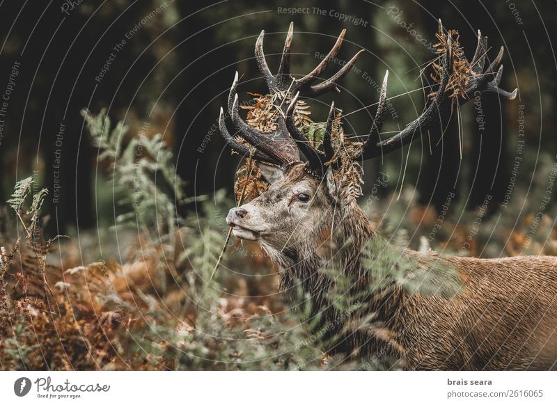 Rotwild Safari Jäger maskulin Natur Tier Erde Herbst Gras Farn Wald Wildtier Tiergesicht Rothirsch 1 stehen dunkel braun gelb grün rot Tierliebe Farbe Umwelt