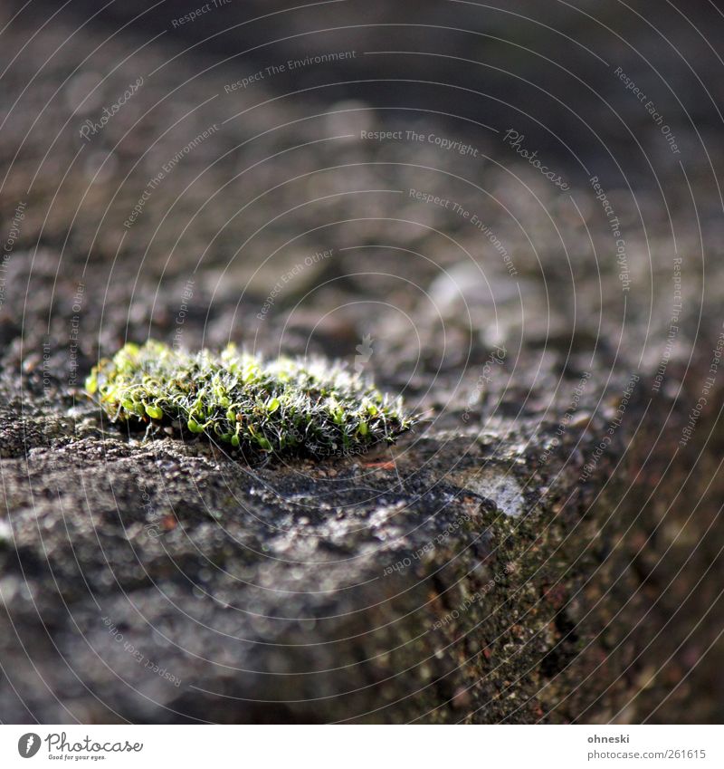 Moosrose Natur Pflanze Menschenleer Mauer Wand Stein grau karg Überleben Farbfoto Außenaufnahme Strukturen & Formen Textfreiraum oben Schwache Tiefenschärfe