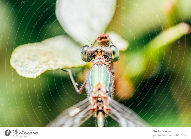 Libelle Makro-Porträt in der Natur Sommer Umwelt Pflanze Tier Blatt Park Wildtier Fliege Tiergesicht Flügel 1 klein lustig natürlich Neugier niedlich schön wild