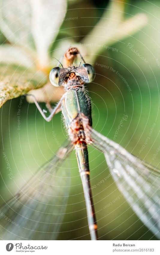 Libelle Makro-Porträt in der Natur Sommer Umwelt Pflanze Tier Blatt Garten Park Wildtier Fliege Tiergesicht Flügel 1 klein natürlich wild blau mehrfarbig gelb