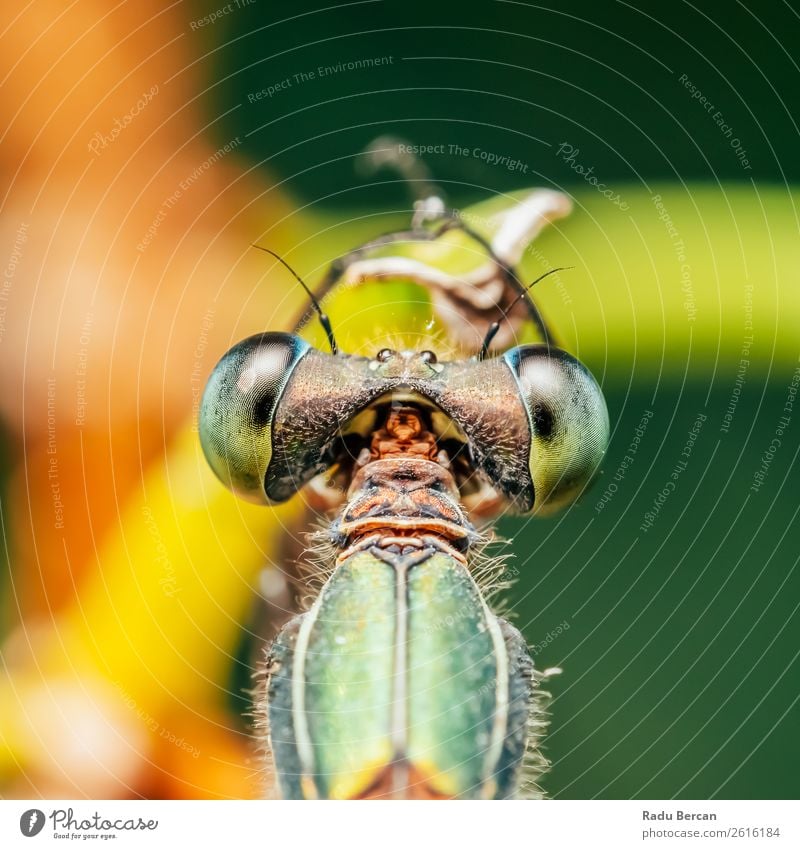 Libelle Makro-Porträt in der Natur Sommer Umwelt Pflanze Tier Blatt Garten Park Wildtier Fliege Tiergesicht Flügel 1 gruselig klein natürlich wild blau