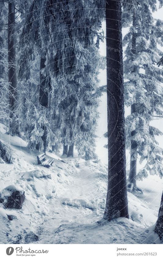 Stammbaum Natur Winter Schnee Baum Park Wald Wege & Pfade groß hell kalt blau schwarz weiß ruhig Idylle Pause Umwelt Schneelandschaft Bank Baumstamm Nadelwald