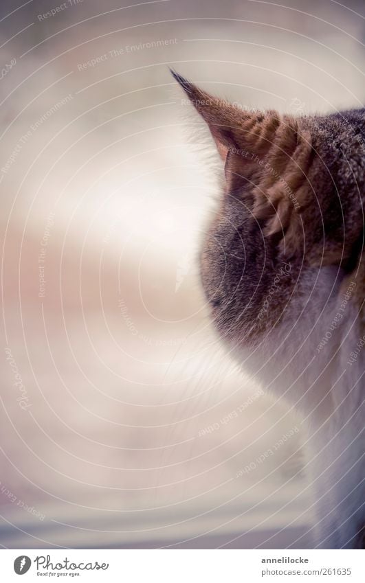 Sehnsucht Fenster Tier Haustier Katze Fell Ohr Schnurrhaar kuschlig weich braun Stimmung Fernweh ruhig warten Blick samtig Farbfoto Gedeckte Farben