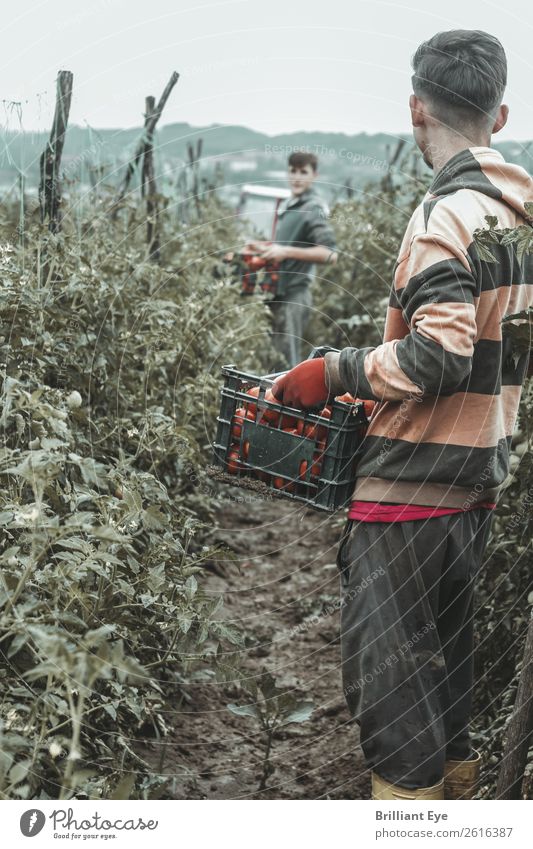 Alles eingesammelt Gemüse Frucht Tomate Ernährung Bioprodukte Lifestyle Arbeit & Erwerbstätigkeit Beruf Feld Plantage Landwirtschaft Forstwirtschaft