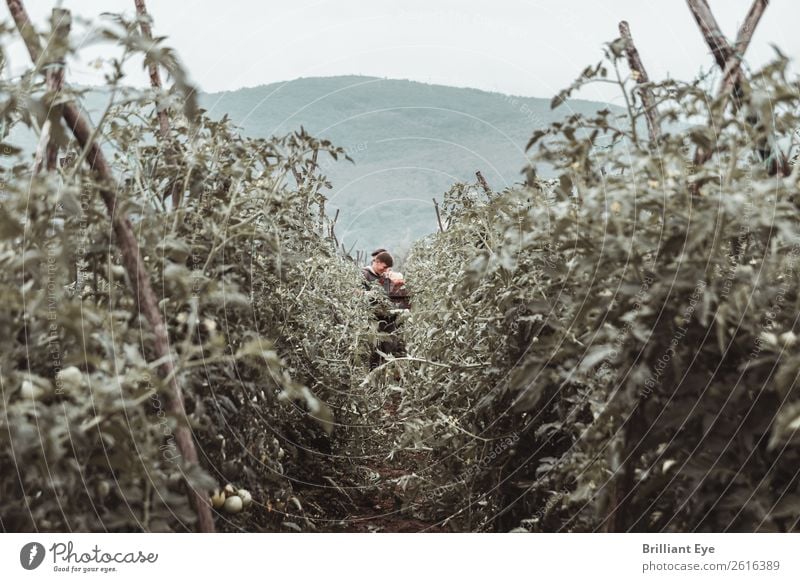 Blickpunkt Erntesammler Gemüse Tomate Bioprodukte Sommer Erntehelfer Landwirtschaft Forstwirtschaft Mensch maskulin Junger Mann Jugendliche 18-30 Jahre