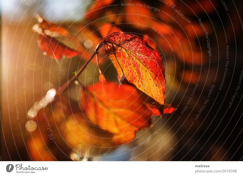 Leuchtende Blätter mit Bokeh Umwelt Natur Herbst Schönes Wetter Pflanze Baum Blatt Grünpflanze Zweige u. Äste bunte Blätter Seeufer Unschärfe Lichterscheinung