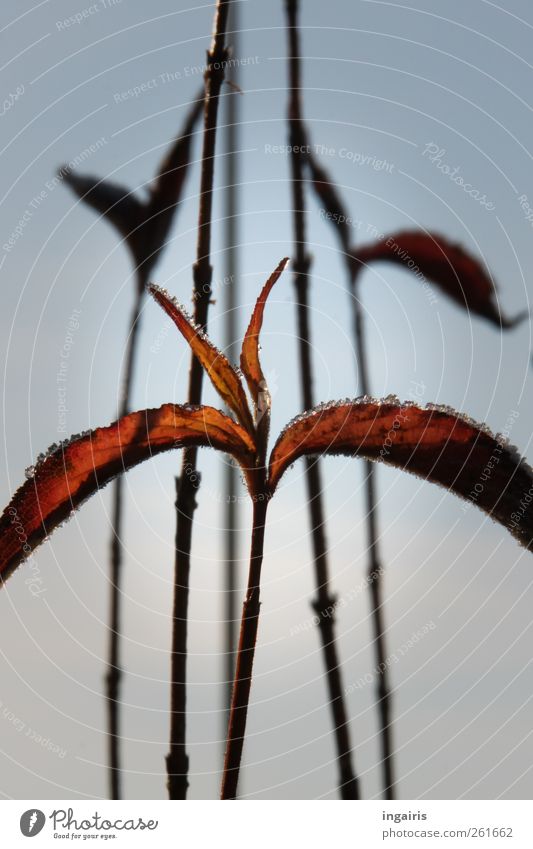 Frostiges Laub Pflanze Himmel Winter Klima Eis Sträucher Blatt Stengel Herbstlaub Eiskristall dehydrieren Wachstum ästhetisch natürlich trist trocken Wärme blau