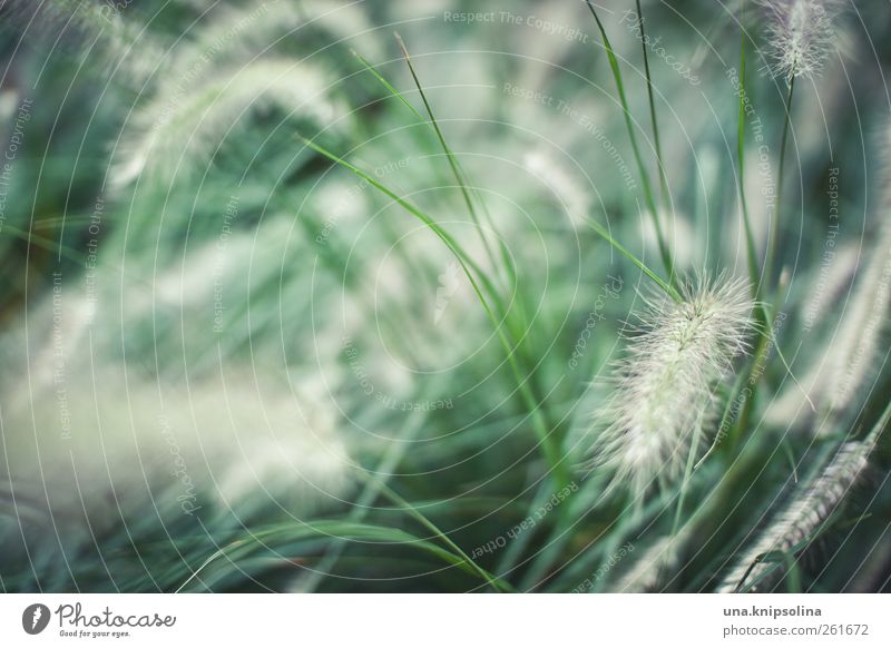 puschelzeugs in grün Natur Pflanze Gras Sträucher Grünpflanze frisch natürlich weich Bewegung Umwelt Umweltschutz Farbfoto Gedeckte Farben Außenaufnahme