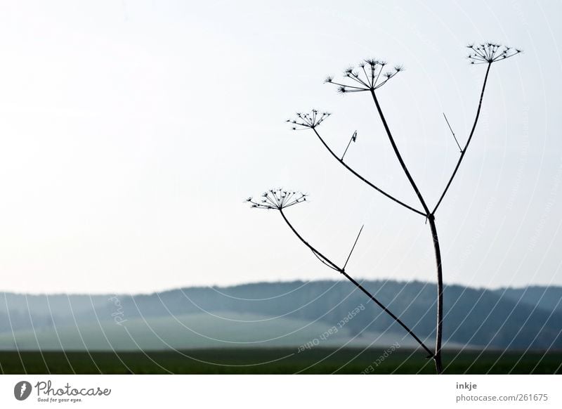 Gullivers Reisen IV Umwelt Natur Landschaft Pflanze Himmel Horizont Herbst Winter Klima Schönes Wetter Dürre Blume Gras Wildpflanze Gewöhnliche Schafgarbe Wiese