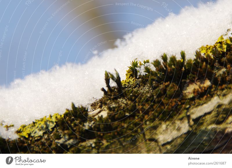 Wachstum im Winter Natur Pflanze Himmel Wetter Schnee Baum Moos Ast Flechten frieren kalt blau grün weiß Frühlingsgefühle Vorfreude Hoffnung Überleben grünen