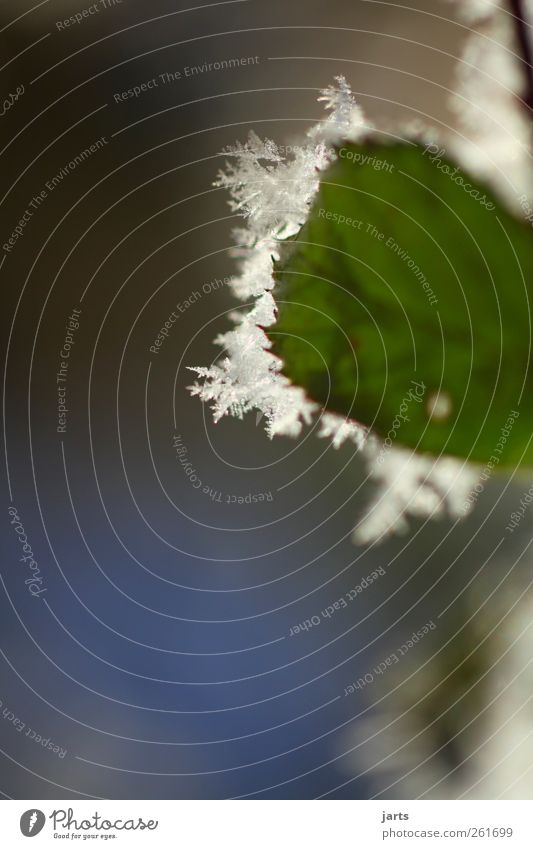 winterbild Umwelt Natur Pflanze Winter Eis Frost Blume Gras Blatt frisch glänzend kalt natürlich grün Eiskristall Farbfoto Außenaufnahme Nahaufnahme