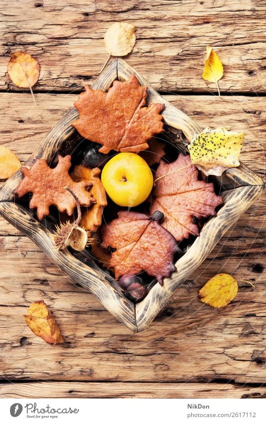 Herbstliche symbolische Kekse Lebensmittel süß Hintergrund Dessert Biskuit hölzern herbstlich Stillleben Cookies Äpfel gefallen Blätter rustikal Gebäck