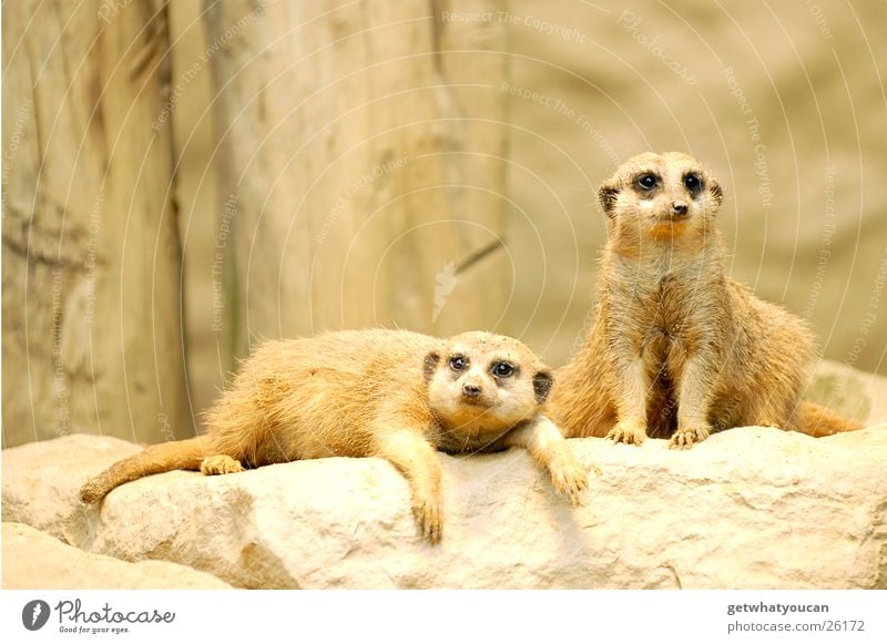 Kifferbrut Tier Erdmännchen Gehege Zoo Erholung schlafen Stein Sand rumgammeln Schlonz aufgeschreckt Blick