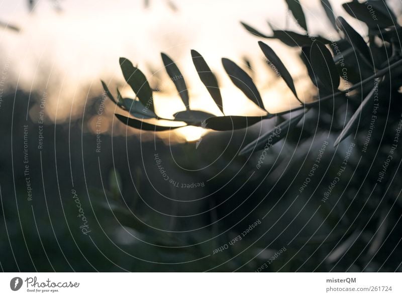 moony olive tree. Umwelt Natur Landschaft Pflanze ästhetisch Zufriedenheit Romantik Surrealismus Zweig Zweige u. Äste Oliven Olivenbaum Olivenhain Olivenblatt