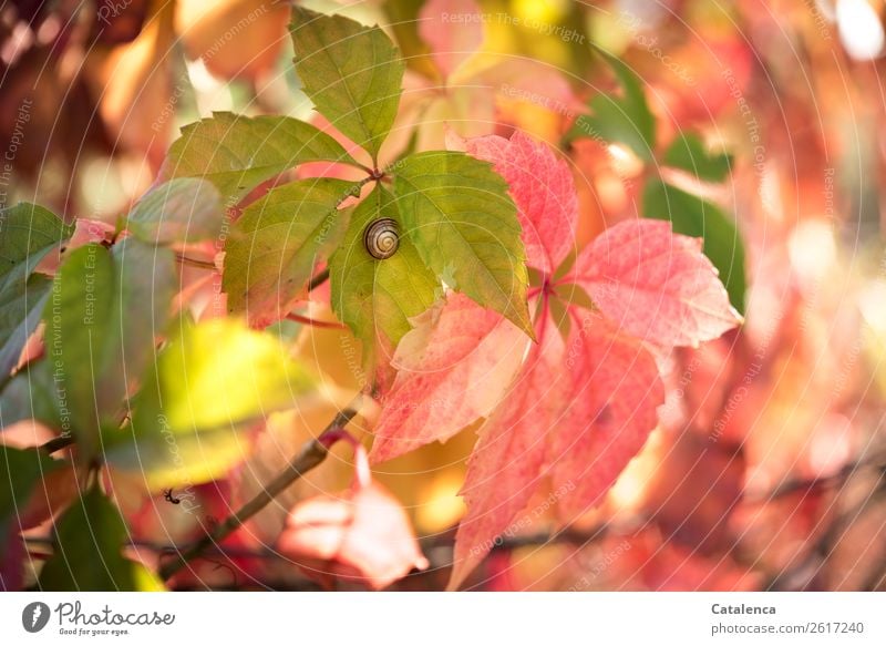 Schnirkelschnecke im Herbst auf Wilden Wein Natur Pflanze Blüte Wilder Wein Blatt Ranke Garten Schnecke 1 Tier leuchten dehydrieren schön klein natürlich braun