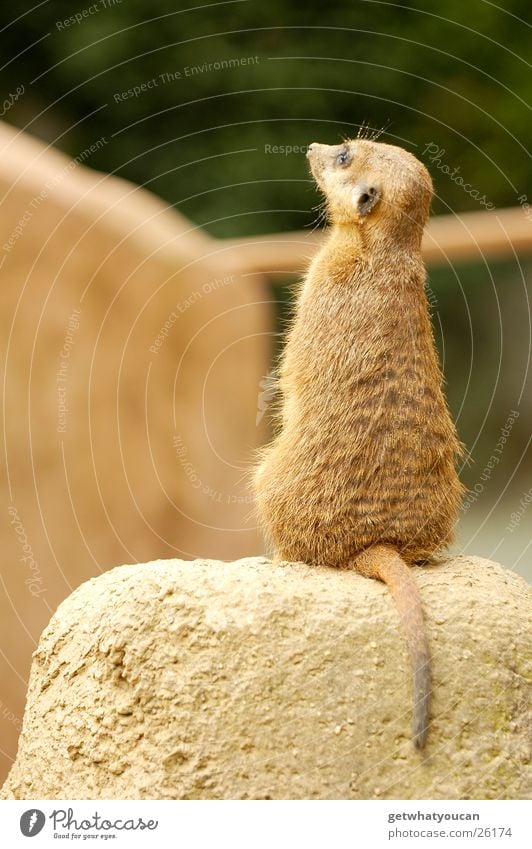 Der Hyperaktive Tier Erdmännchen Zoo Gehege gefangen Afrika Schwanz bewegungslos Aufenthalt stehen Tiefenschärfe Stein Felsen ruhig sitzen Blick