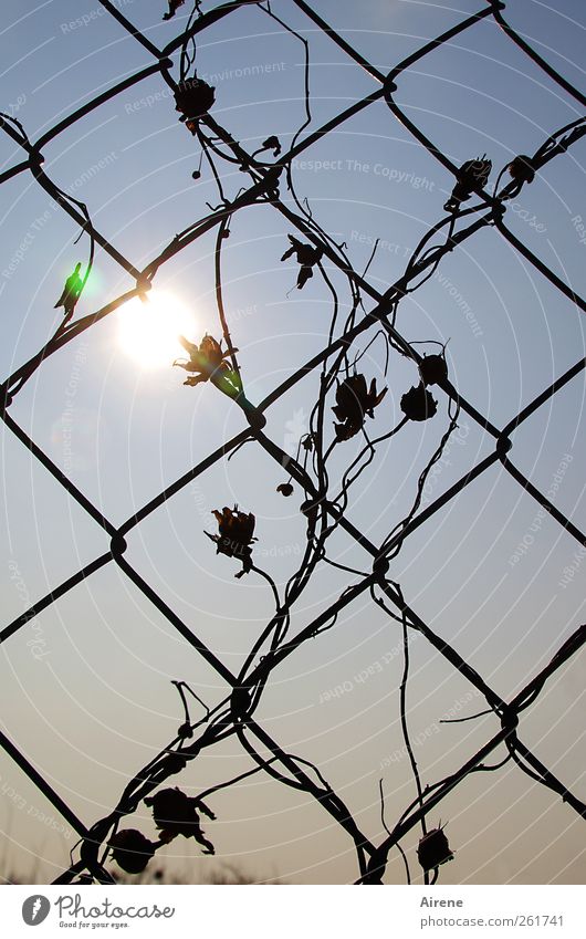 Glühblümchen Pflanze Himmel Sonne Sonnenlicht Blüte Ranke Kletterpflanzen Menschenleer Garten Drahtzaun Maschendraht Maschendrahtzaun Gitternetz Metall Zeichen