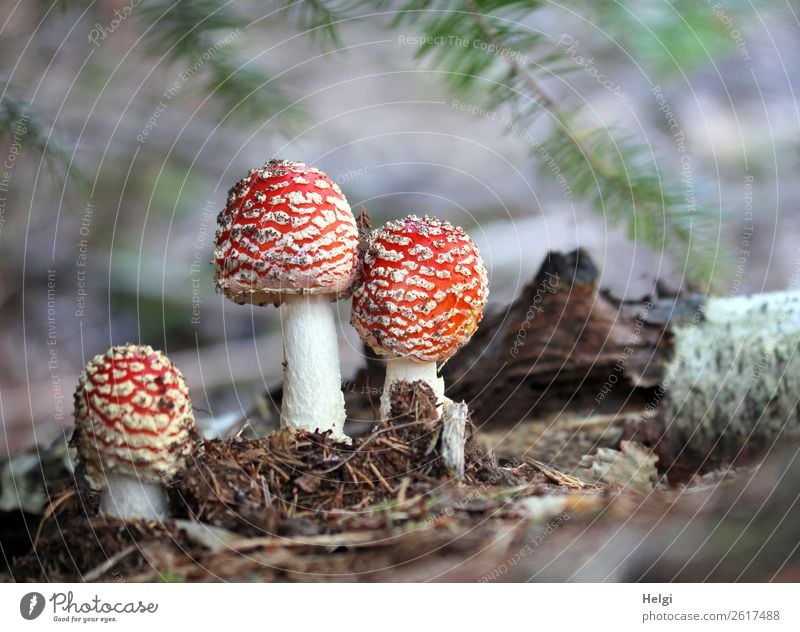 drei Fliegenpilze wachsen nebeneinander auf dem Waldboden unter Tannenzweigen Umwelt Natur Pflanze Herbst Baumstamm Zweig stehen Wachstum authentisch