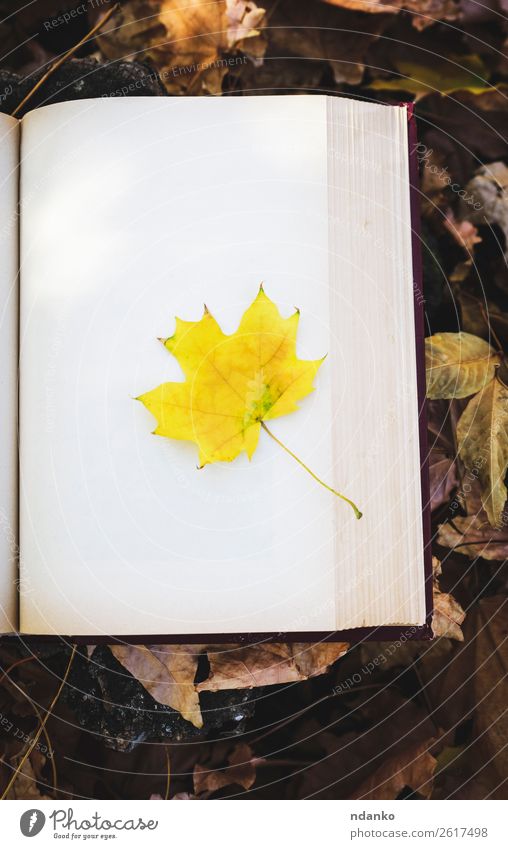 gelbes Ahornblatt Lifestyle Buch Natur Herbst Baum Blatt Park Wald Papier alt lernen lesen retro braun gold Idee Idylle Hintergrund altehrwürdig Literatur