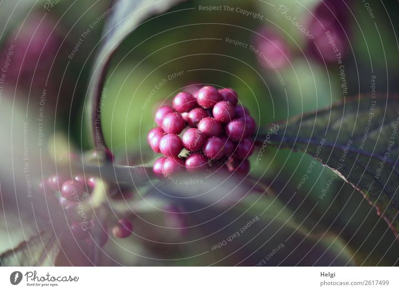 lila Perlen und Blätter am Liebesperlenstrauch Umwelt Natur Pflanze Herbst Sträucher Blatt Frucht Zierpflanze Garten dehydrieren Wachstum authentisch