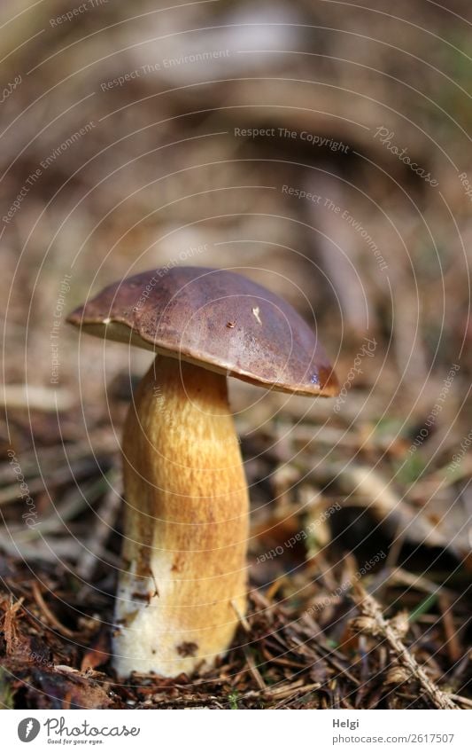 krumm gewachsener Maronenröhrling auf dem Waldboden Umwelt Natur Pflanze Herbst Schönes Wetter Pilz stehen Wachstum authentisch einzigartig natürlich braun gelb