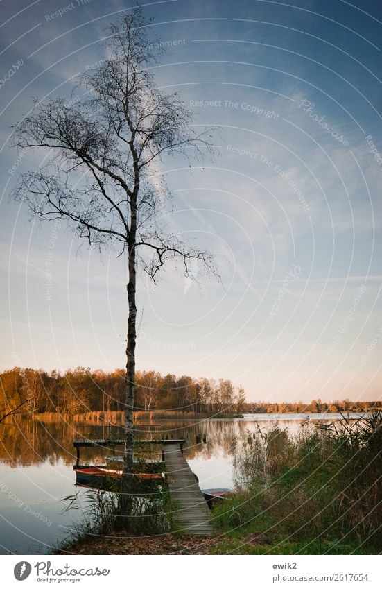 Stiller Herbst Umwelt Natur Landschaft Pflanze Urelemente Wasser Himmel Horizont Schönes Wetter Baum Gras Sträucher Ruderboot Steg Anlegestelle Holz stehen alt